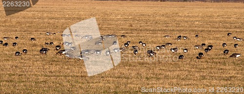 Image of spring time  of migratory geese