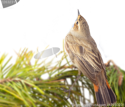 Image of blue-throated robin