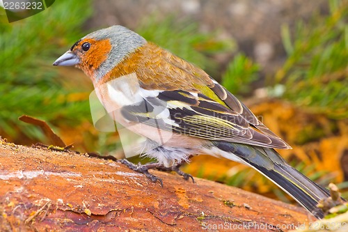 Image of chaffinch