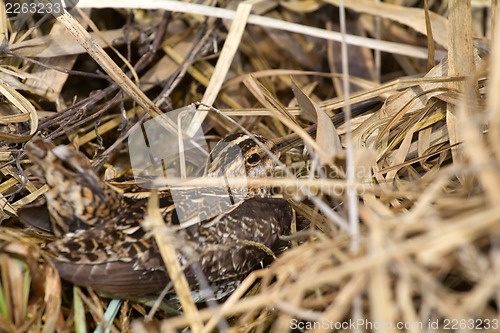 Image of Common snipe