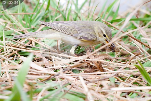 Image of successful hunting of willow warbler