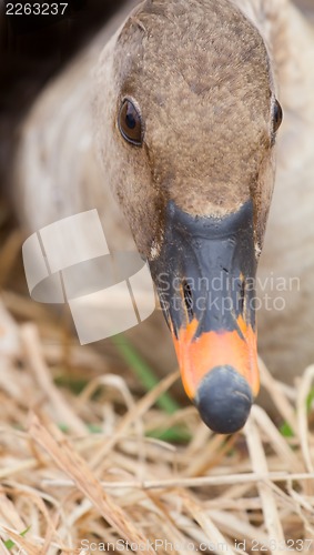 Image of bean goose Anser fabalis