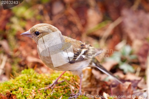 Image of chaffinch