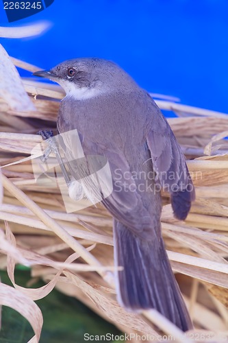 Image of Eurasian whitethroat