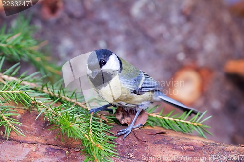 Image of bright titmouse