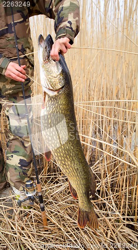 Image of large pike