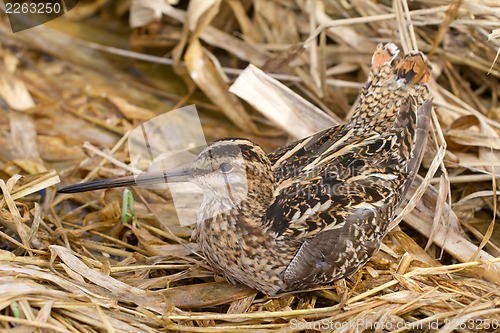 Image of Common snipe