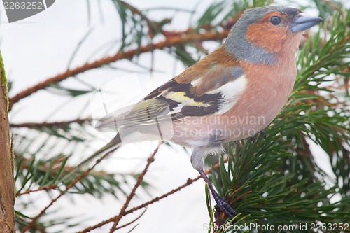 Image of chaffinch