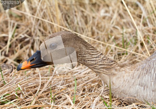 Image of   bean goose Anser fabalis