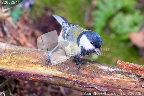 Image of bright titmouse