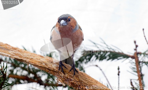 Image of chaffinch