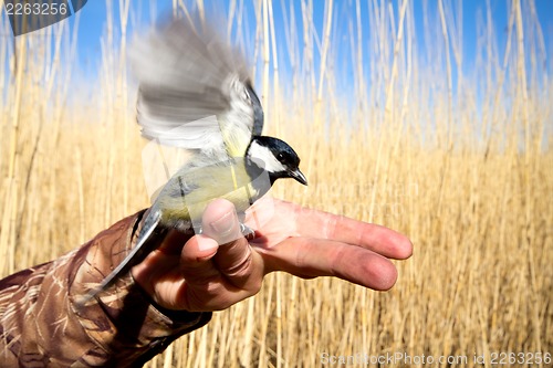 Image of bright titmouse