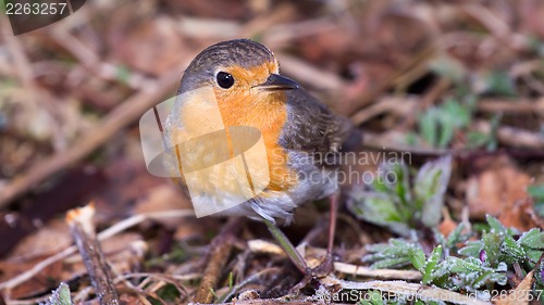 Image of robin (Erithacus rubecola)