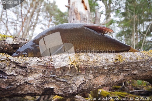 Image of bream from the far lake