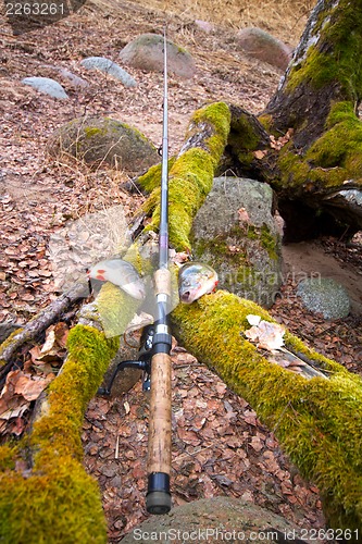 Image of the perch from the forest lake