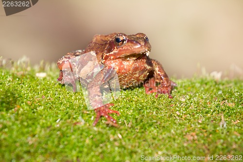 Image of brown frog