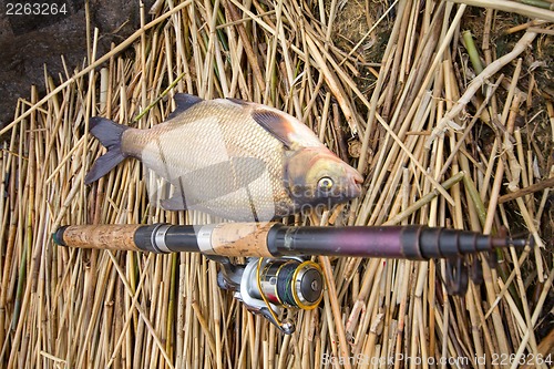 Image of bream from a cane  thickets