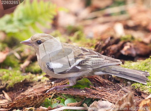 Image of chaffinch