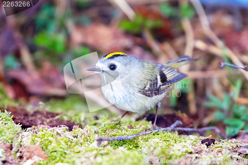 Image of goldcrest