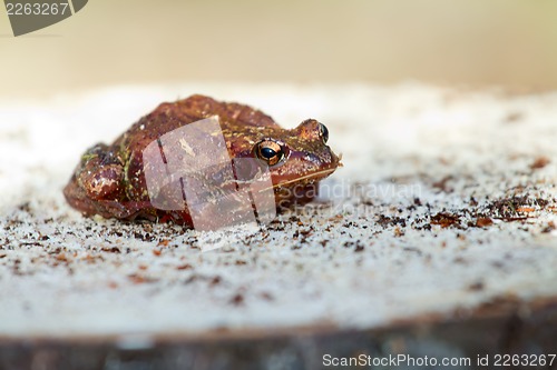 Image of brown frog