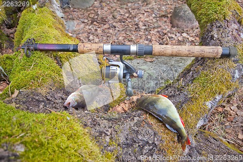 Image of the perch from the forest lake