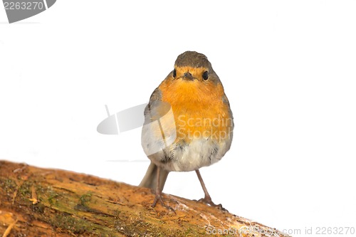 Image of robin (Erithacus rubecola)