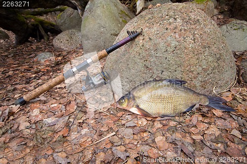 Image of bream from the far lake