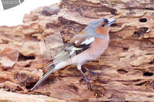 Image of chaffinch