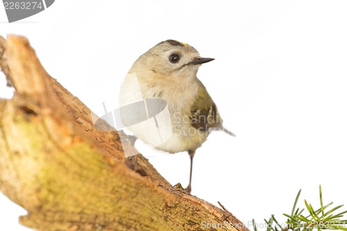 Image of goldcrest