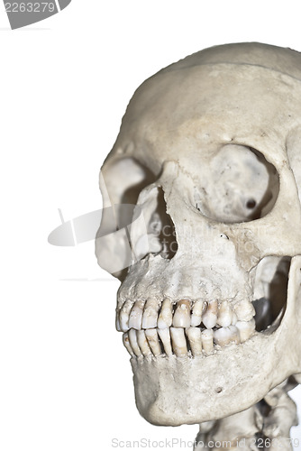 Image of Human skull  isolated 