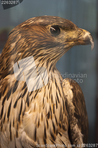 Image of portrait eagle