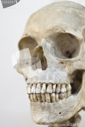 Image of Human skull  isolated 