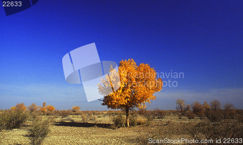 Image of Autumn