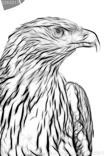 Image of  drawing of eagle