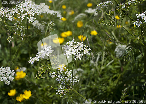 Image of Cow parsley / Queen Anne's Lace growing with yellow buttercups