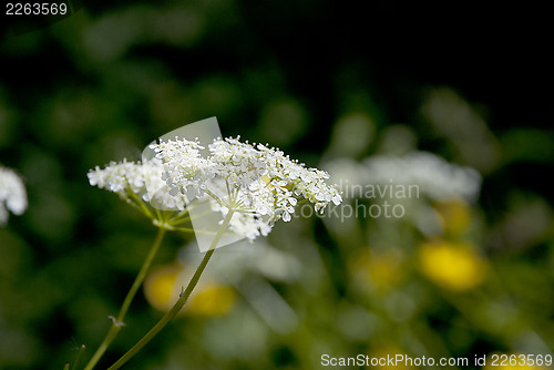Image of Cow parsley / Queen Anne's Lace flowers in the summer sun