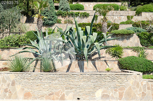 Image of tropical garden with agave