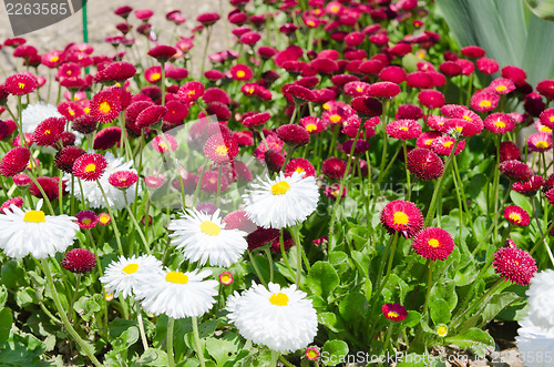 Image of flowered bed with red and white flowers