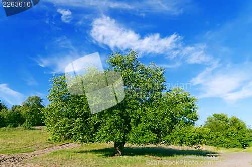Image of summer landscape of green tree with bright blue sky