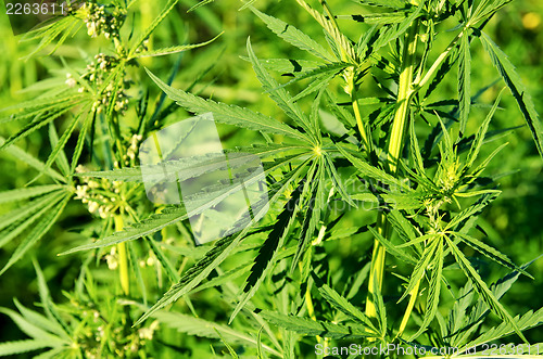 Image of green cannabis plants