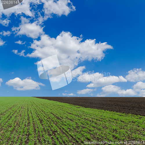 Image of field with green shots and cloudy sky