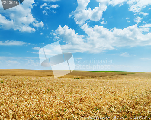 Image of field of wheat under cloudy sky