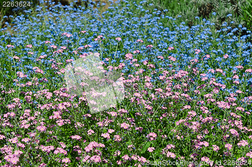 Image of blue and violet flowers