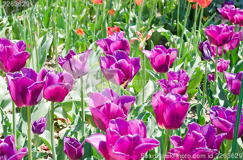 Image of beautiful tulips field