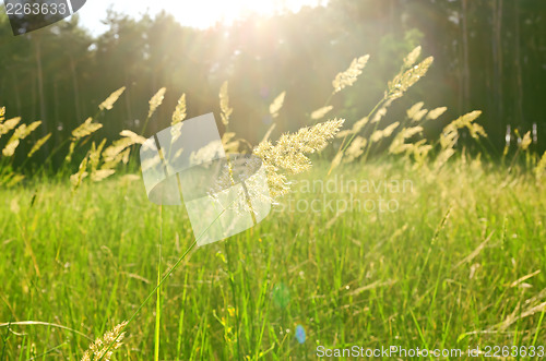 Image of meadow in forest. soft focus