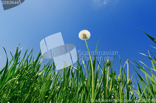 Image of old dandelion in green grass field and blue sky