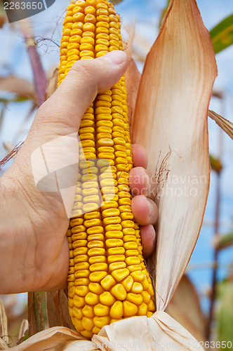 Image of corn field in hand at harvest time