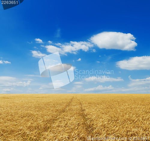 Image of wheat field and blue sky with clouds