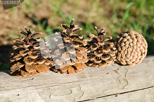 Image of pine cones