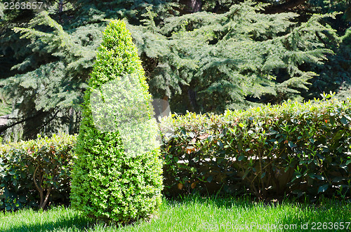 Image of green park with little pyramid of bush